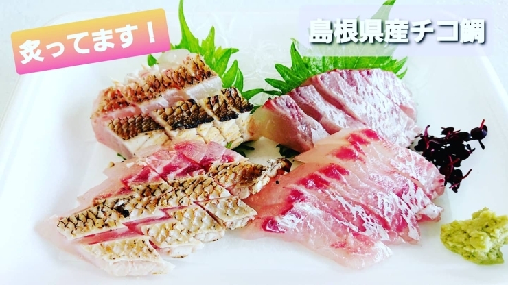 本日のお刺身 定置もん 島根県産チコ鯛 大アジ 寺津屋 仕出し 会席料理のニュース まいぷれ 松江 本日のお刺身 定置もん 島根県産チコ鯛 大アジ 寺津屋 仕出し 会席料理のニュース まいぷれ 松江