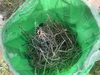集荷物「カラスの巣　撤去」