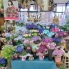 「【はなやホック皆生店】癒される花々」