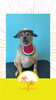 「Dog salon mofu mofu　余市町」