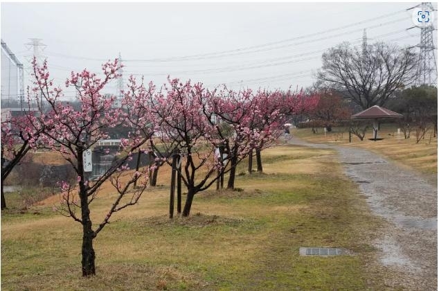 落合公園「平年よりやや早い春の訪れ 「梅の花見」をご案内します」