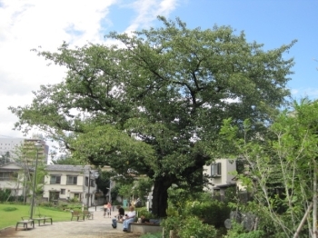 公園北側にある、大きな桜の木。<br>この日も木陰で過ごしている人が何人もいました。