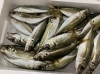 7月27日貝🦪フェスティバル決定致しました) | 岩船港直売所の
