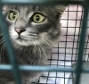 「猫に困ったらご相談を、サポートさせていただきます(活動地域は主に奈良県中南部、それ以外もご相談下さい」