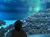 幻想的な青の世界に癒される水族館「小4長男と久しぶりの葛西臨海水族園へ行ってきました」