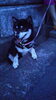 「【拡散希望】交野市に迷い犬がいます。」