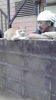 「また猫か・・・」