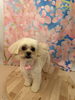 MIX犬  むぎちゃん💗「ご新規様✨わんちゃんトリミング紹介🐩 ͗ ͗」