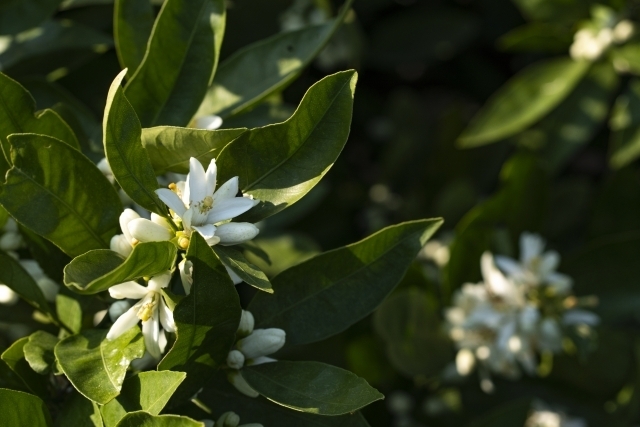 みかんの花「【みかんの日】みかんの栄養と薬効【船橋市の鍼灸専門院　心月院】」