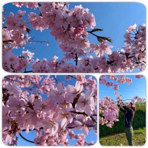 北海道内の桜「☆雪解けを楽しみに☆」