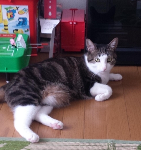 「【拡散希望】@yukiponta1208: 大阪府枚方市東中振で、この猫ちゃん、探しています。」