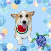 「Dog salon mofu mofu　余市町」