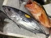 「魚魚市場鮮魚コーナーおすすめは「ワタリガニ」です♪」