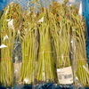 「地元産 山菜入荷しました！農産物直売所」