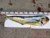 「フランス料理の高級魚」