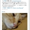 「【拡散 希望】5月14日から行方不明の茶とら猫のたまちゃん。【雄 去勢済 もうすぐ4歳】」