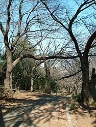 鷺沼公園の散策路には<br>桜の木が並ぶ<br>