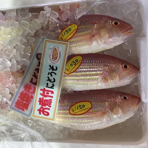 魚魚い市場鮮魚コーナーは シマイサキ カナトフグ です 魚魚の宿のニュース まいぷれ 佐世保