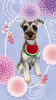 「Dog salon mofu mofu　余市町」