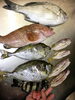 「孫が釣った魚は、どれかな？」
