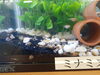 魚も順調に育っています「師走になりましたね」