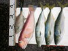「雨の中の釣果１」