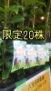 八王子産パッションフルーツの苗 販売中 802sky Stationのニュース まいぷれ 八王子市