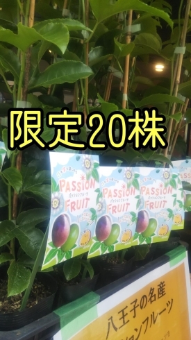 八王子産パッションフルーツの苗 販売中 802sky Stationのニュース まいぷれ 八王子市 八王子産パッションフルーツの苗 販売中 802sky Stationのニュース まいぷれ 八王子市
