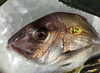 「魚魚市場鮮魚コーナーおすすめは「ワタリガニ・ハマグリ」です♪」