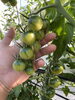 「寒さでさらーに濃く甘くなってます🍅」