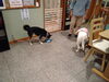 「今日のお友達」