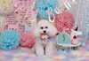 「Anniversaryphoto　(^O^)／」