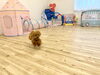 くまくん猛ダッシュ💨「ましゅまろ幼稚園🐾」