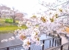 横浜市港北区のお花見スポット 岸根公園 港北区のお花見特集 桜 梅の名所一覧 まいぷれ 横浜市港北区 横浜市港北区のお花見スポット 岸根公園 港北区のお花見特集 桜 梅の名所一覧 まいぷれ 横浜市港北区