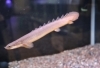 まるで怪獣⁉︎…神秘的な古代魚ポリプテルス【かすみがうら市水族館は まるで怪獣⁉︎…神秘的な古代魚ポリプテルス【かすみがうら市水族館は