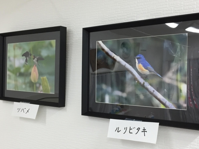 「大丸野鳥写真展」