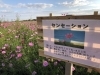 18年10月24日現在 コスモス畑開花状況 鴻巣の花イベント情報 こうのす広場 鴻巣市 18年10月24日現在 コスモス畑開花状況 鴻巣の花イベント情報 こうのす広場 鴻巣市