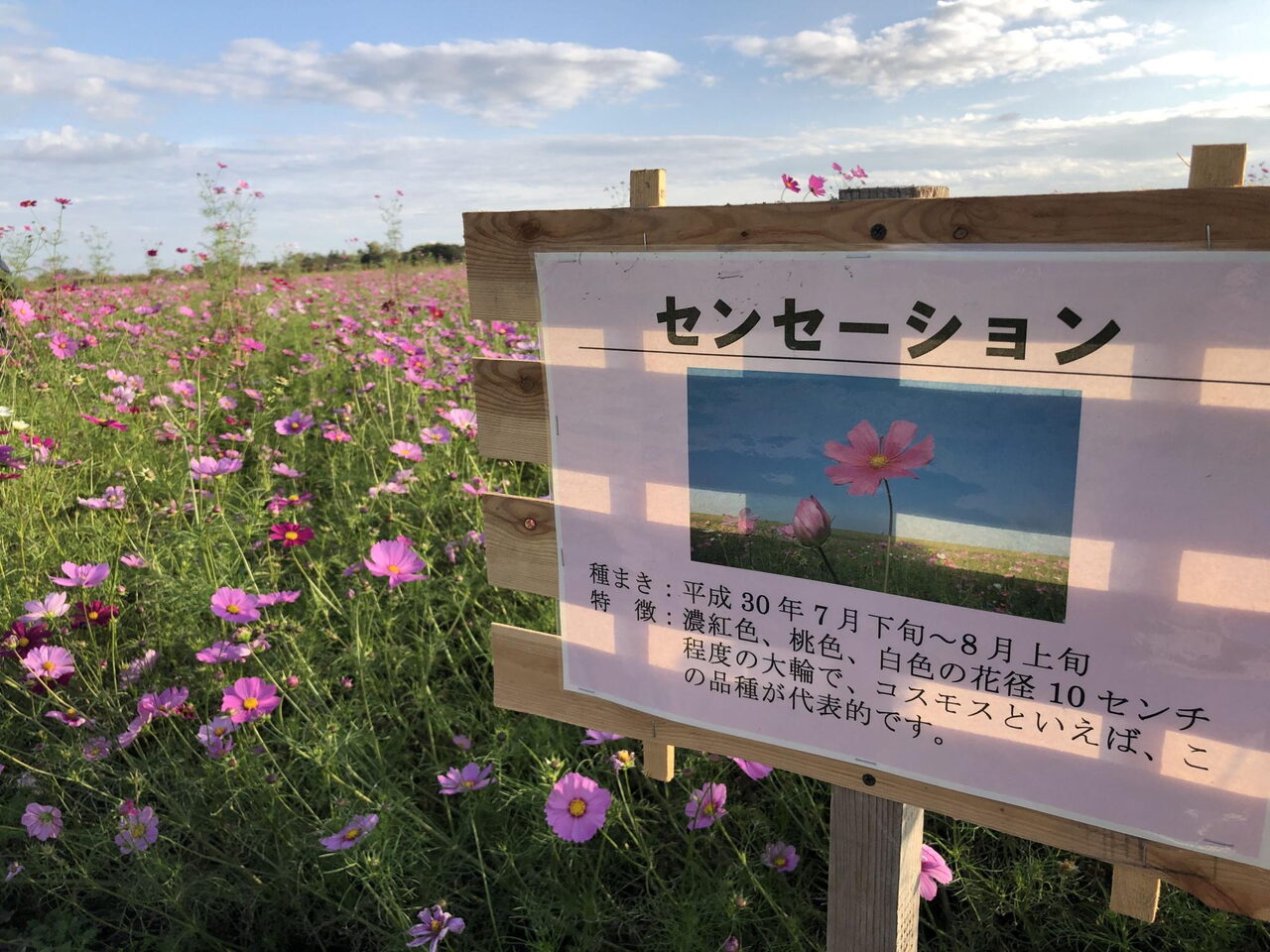 18年10月24日現在 コスモス畑開花状況 鴻巣の花イベント情報 こうのす広場 鴻巣市 18年10月24日現在 コスモス畑開花状況 鴻巣の花イベント情報 こうのす広場 鴻巣市