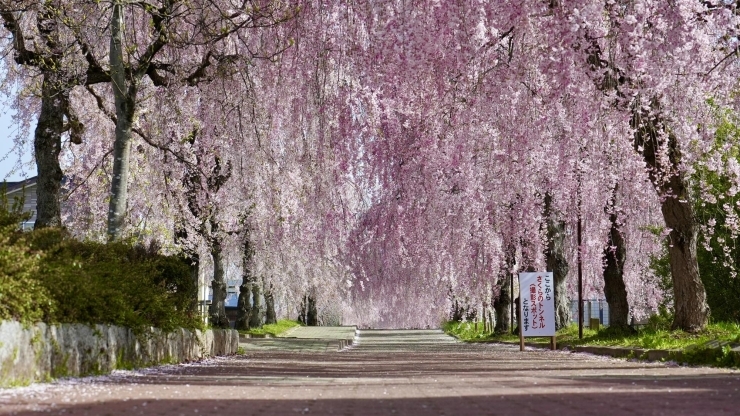「約1000本のしだれ桜とSLのコントラストが魅力の日中線しだれ桜並木を、一眼レフ、GoPro、ドローンで撮影しました♪」