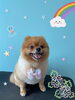 「可愛い子ちゃん♡ Dog salon mofu mofu 余市町」