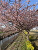 笠松河津桜「笠松河津桜ロード開花状況」