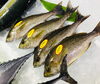 「魚魚市場鮮魚コーナーおすすめは「サゴシ・ヤイト」です♪」