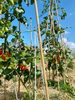 子供達には食育兼ねて野菜の栽培もおこなっています。「事業拡大により児童発達支援管理責任者（児発管）の急募！【札幌市北区デイサービスこぱんはうすさくら札幌太平教室】」