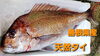 「○本日のお刺身○【愛媛県産カンパチ】【島根県産天然タイ】」