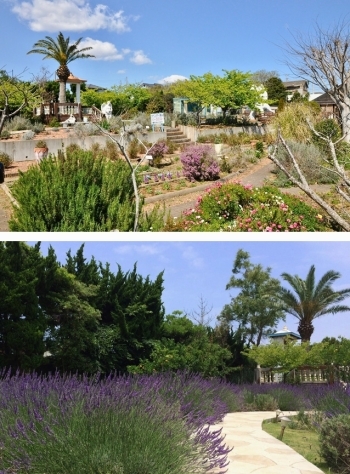 広々とした庭園では季節ごとのハーブや花々を楽しめます。「～海のそばのハーブ園～ハーブガーデン・ポケット」