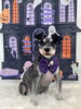にほ。ちゃん「Happy Halloween 2026🎃」