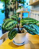 「植木鉢入荷しました」