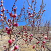 「『三尾紅梅』開花宣言！道の駅木曽福島」