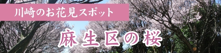 川崎でお花見するならここ！　麻生区の桜情報