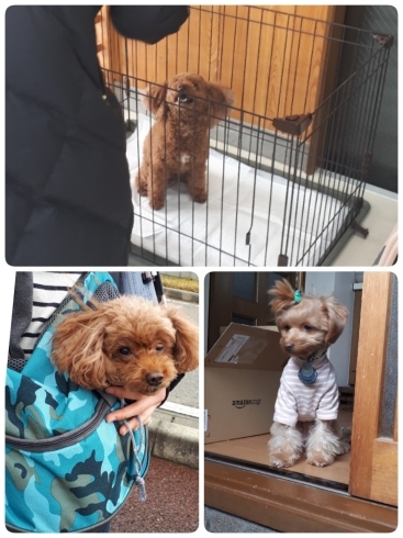 「HappyTail新潟市・犬の保育園♪犬の社会化・問題行動改善♪」